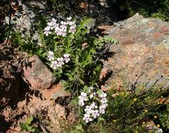 Pelargonium pulchellum