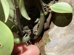 Peperomia socorronis