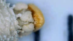 Scleria pauciflora pauciflora