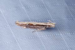 Hypatima spathota