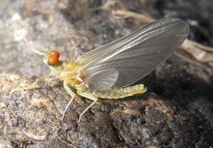 Ephemerella invaria