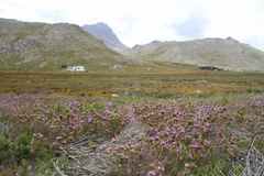 Pelargonium cucullatum cucullatum