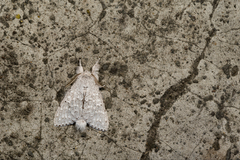 Cnethodonta grisescens