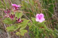 Pelargonium cucullatum cucullatum