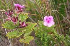 Pelargonium cucullatum cucullatum