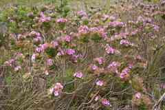 Pelargonium cucullatum cucullatum