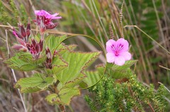 Pelargonium cucullatum cucullatum