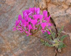 Pelargonium incrassatum