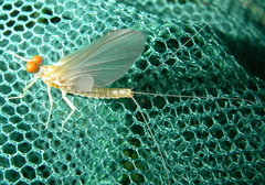Ephemerella invaria