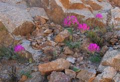 Pelargonium incrassatum