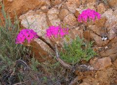 Pelargonium incrassatum