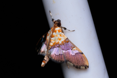 Aetholix flavibasalis