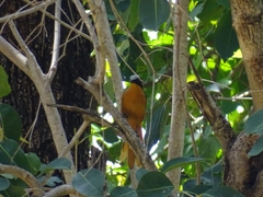 Cossypha albicapillus