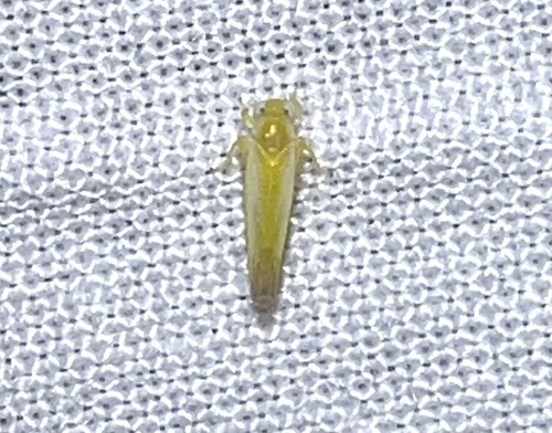 Alebra floridae image