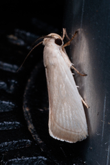 Athrypsiastis salva