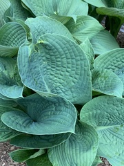 Hosta