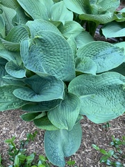 Hosta