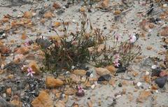 Pelargonium ocellatum