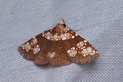 Saroba pustulifera