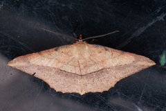 Pseudonadagara semicolor