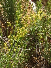 Galium catalinense catalinense