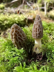 Morchella brunnea