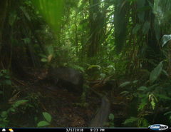 Dasyprocta fuliginosa