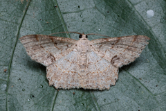 Calletaera subexpressa