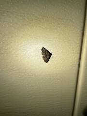 Metalectra quadrisignata