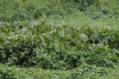 Pontederia sagittata