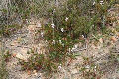 Pelargonium setulosum