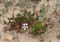 Pelargonium setulosum