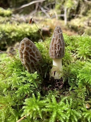 Morchella brunnea