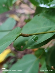 Sterculia oblongata