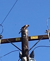 Accipiter cooperii