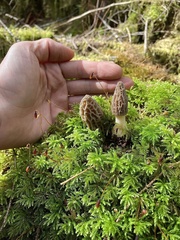 Morchella brunnea