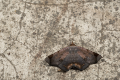 Mecodina albodentata