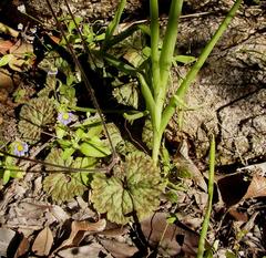 Pelargonium barklyi