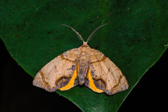 Achrosis incitata
