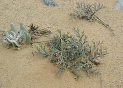 Pelargonium albersii