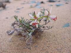 Pelargonium albersii