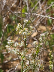 Galium catalinense catalinense