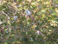 Cacatua sanguinea × Eolophus roseicapilla