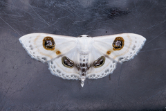 Problepsis conjunctiva