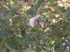 Cacatua sanguinea × Eolophus roseicapilla