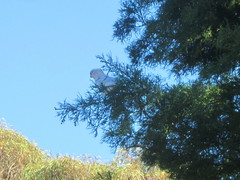 Cacatua sanguinea × Eolophus roseicapilla