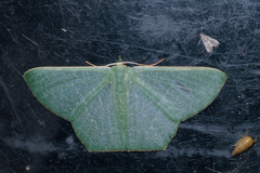 Thalassodes immissaria