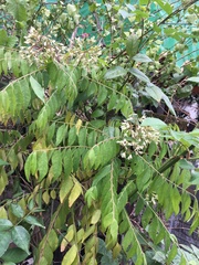 Magnoliopsida
