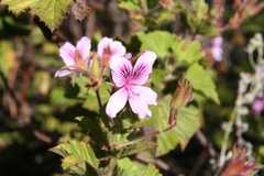Pelargonium cucullatum strigifolium