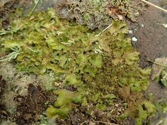 Pseudocyphellaria episticta